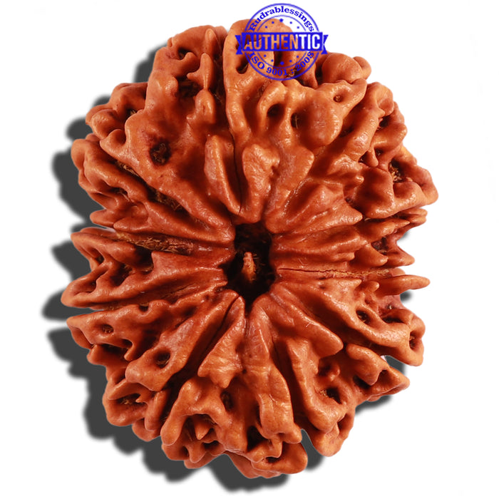 10 Mukhi Nepalese Rudraksha - Bead No. 280