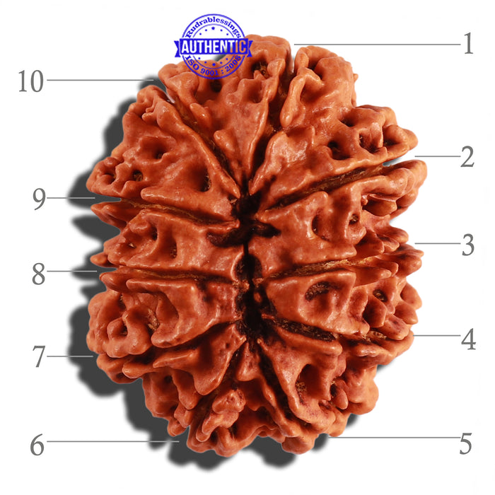 10 Mukhi Nepalese Rudraksha - Bead No. 280