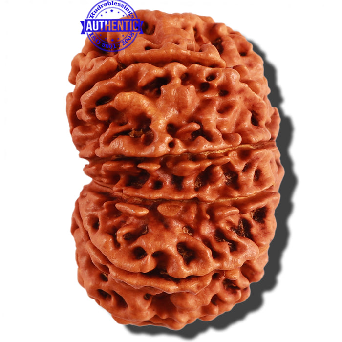 10 Mukhi Nepalese Rudraksha - Bead No. 280