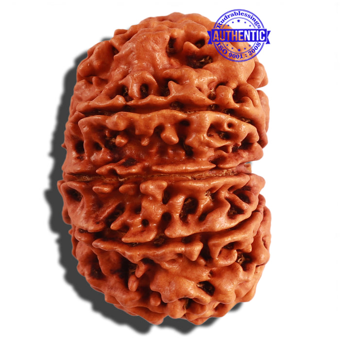 10 Mukhi Nepalese Rudraksha - Bead No. 280