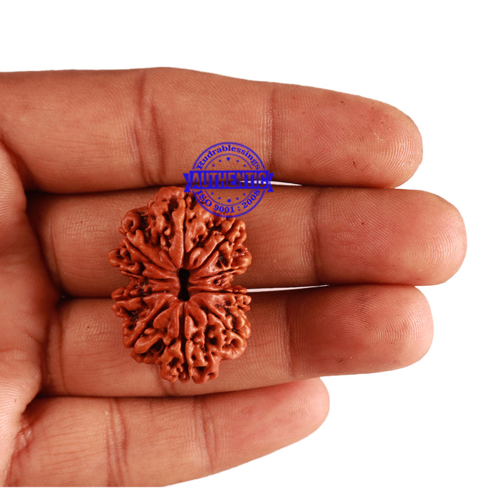 10 Mukhi Nepalese Rudraksha - Bead No. 281