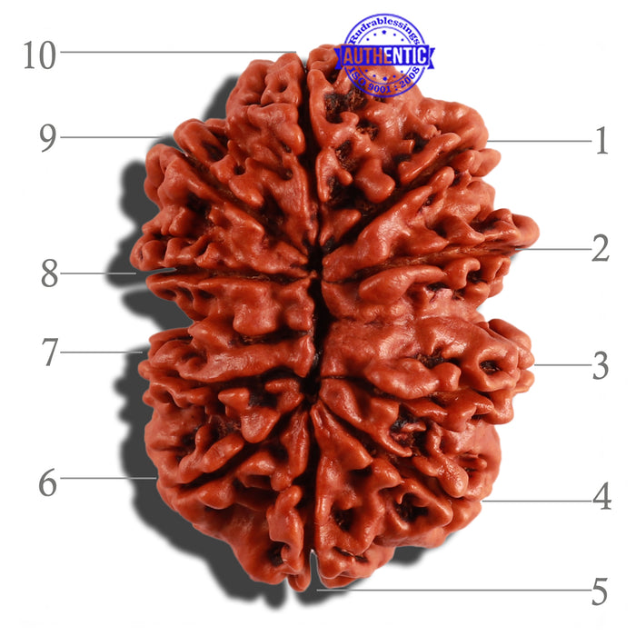 10 Mukhi Nepalese Rudraksha - Bead No. 281
