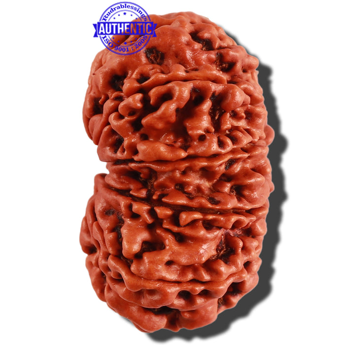 10 Mukhi Nepalese Rudraksha - Bead No. 281