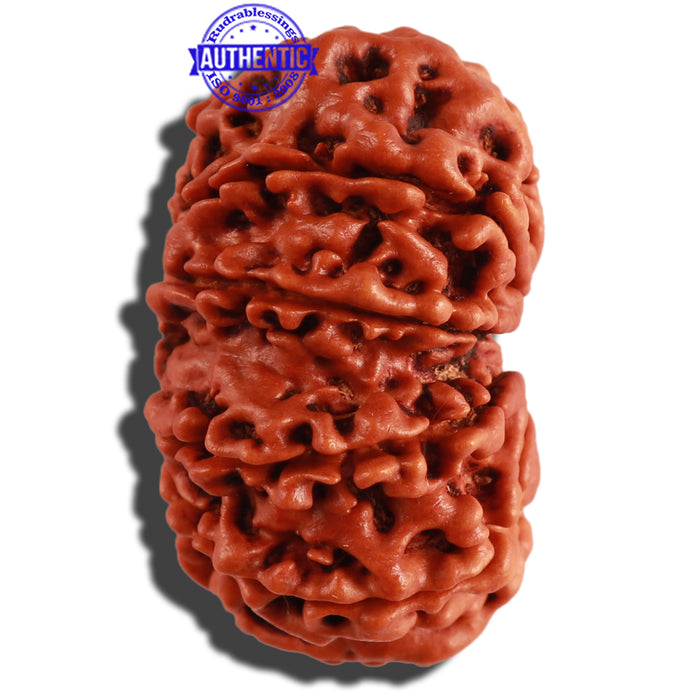 10 Mukhi Nepalese Rudraksha - Bead No. 281