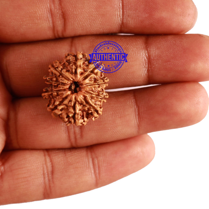 10 Mukhi Nepalese Rudraksha - Bead No. 285