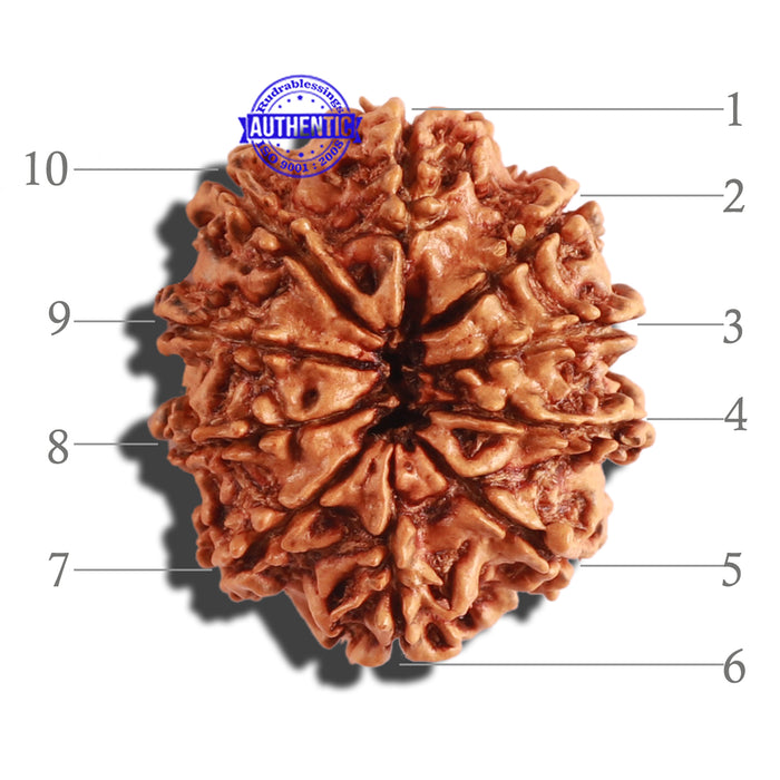 10 Mukhi Nepalese Rudraksha - Bead No. 285