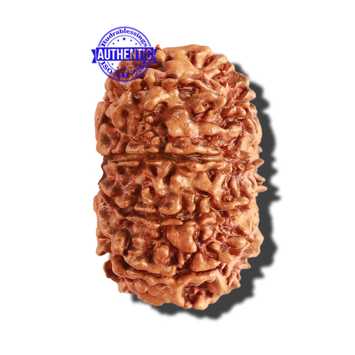 10 Mukhi Nepalese Rudraksha - Bead No. 285