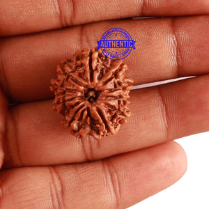 10 Mukhi Nepalese Rudraksha - Bead No. 286