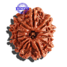 Load image into Gallery viewer, 10 Mukhi Nepalese Rudraksha - Bead No. 286
