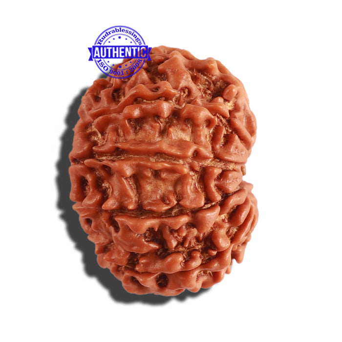 10 Mukhi Nepalese Rudraksha - Bead No. 286