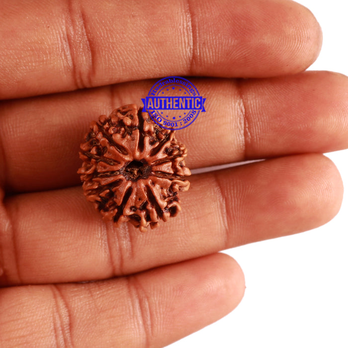 10 Mukhi Nepalese Rudraksha - Bead No. 287