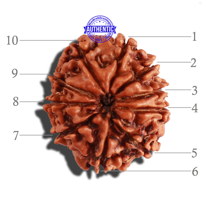 10 Mukhi Nepalese Rudraksha - Bead No. 287
