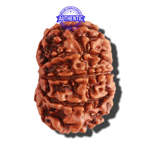 Load image into Gallery viewer, 10 Mukhi Nepalese Rudraksha - Bead No. 287
