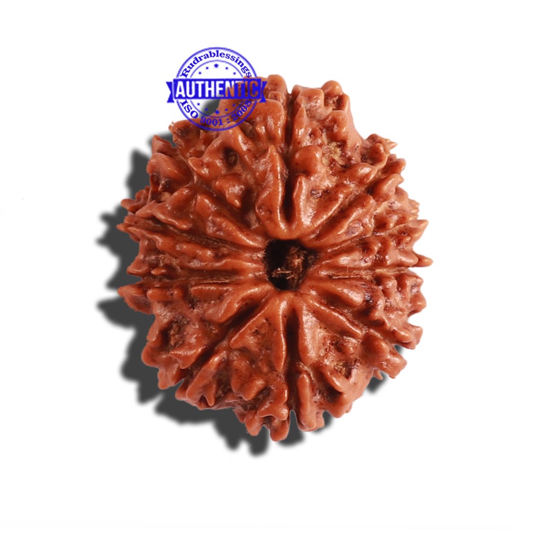 10 Mukhi Nepalese Rudraksha - Bead No. 288