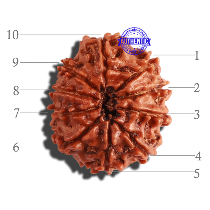 10 Mukhi Nepalese Rudraksha - Bead No. 288