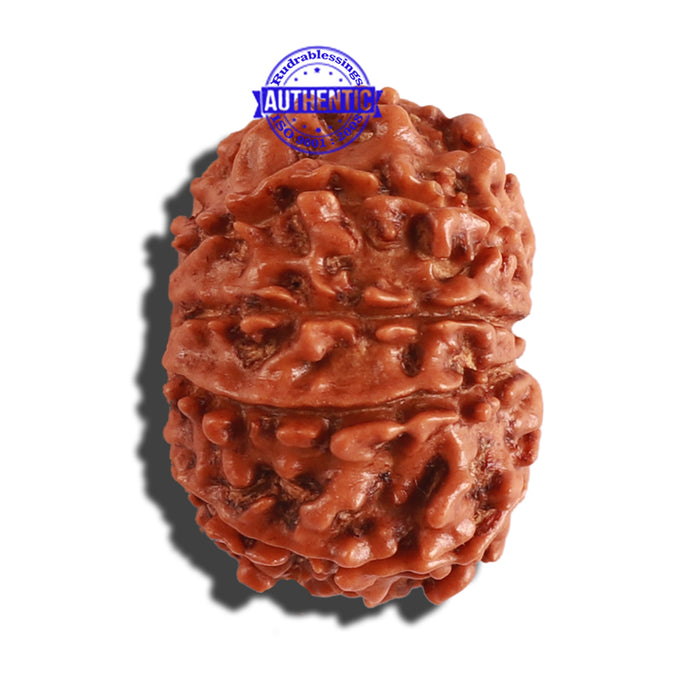 10 Mukhi Nepalese Rudraksha - Bead No. 288