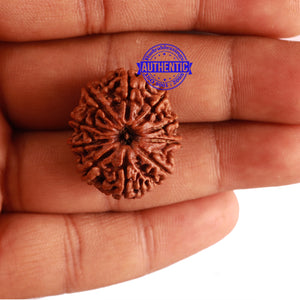 10 Mukhi Nepalese Rudraksha - Bead No 289