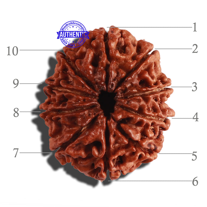 10 Mukhi Nepalese Rudraksha - Bead No 289