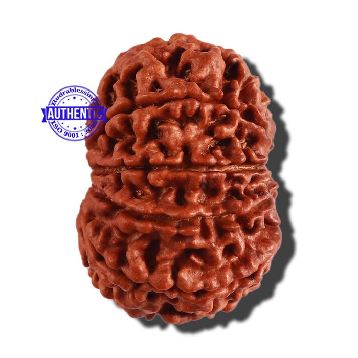 10 Mukhi Nepalese Rudraksha - Bead No 289