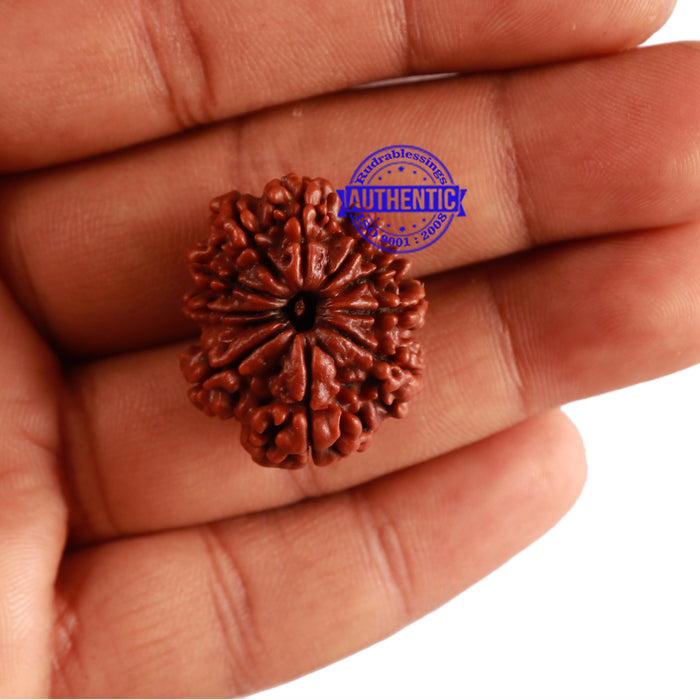 10 Mukhi Nepalese Rudraksha - Bead No 290