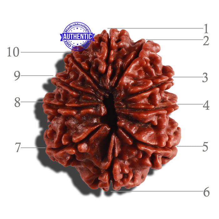 10 Mukhi Nepalese Rudraksha - Bead No 290