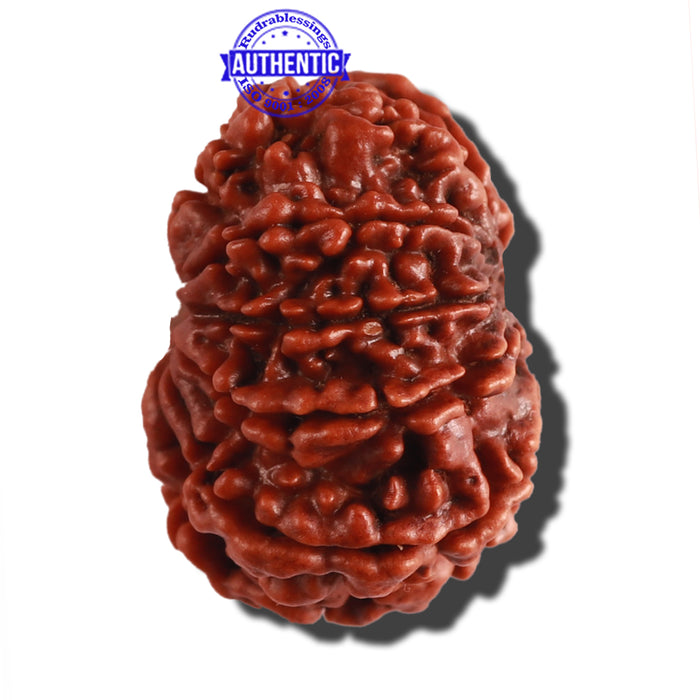 10 Mukhi Nepalese Rudraksha - Bead No 290