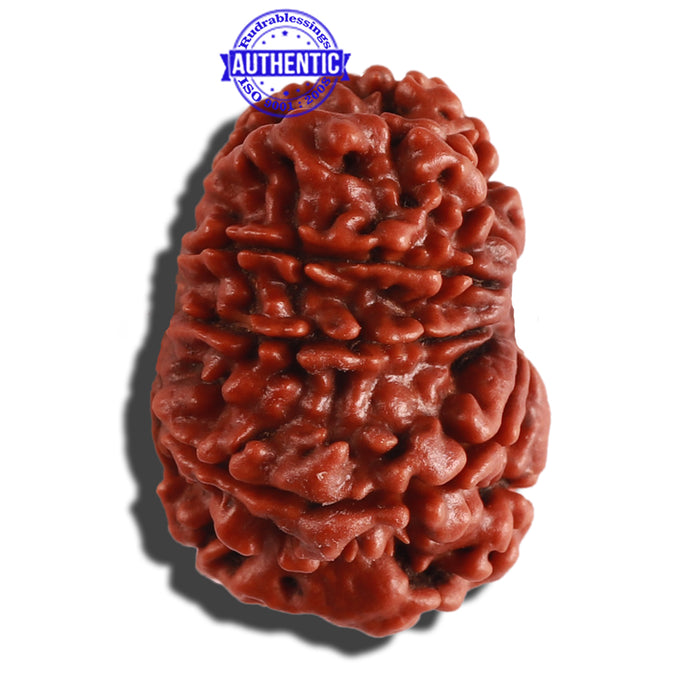 10 Mukhi Nepalese Rudraksha - Bead No 290
