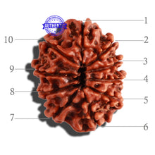 Load image into Gallery viewer, 10 Mukhi Nepalese Rudraksha - Bead No. 291
