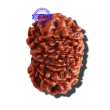 Load image into Gallery viewer, 10 Mukhi Nepalese Rudraksha - Bead No. 291
