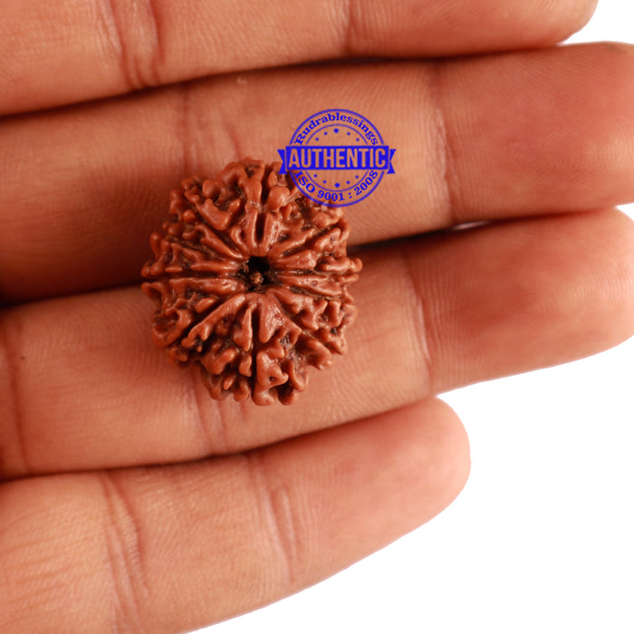 10 Mukhi Nepalese Rudraksha - Bead No. 292