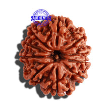 Load image into Gallery viewer, 10 Mukhi Nepalese Rudraksha - Bead No. 292
