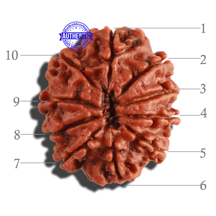 10 Mukhi Nepalese Rudraksha - Bead No. 292