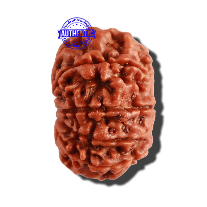 10 Mukhi Nepalese Rudraksha - Bead No. 292