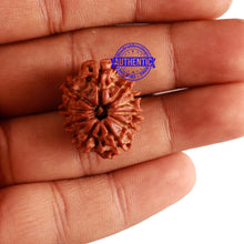 Load image into Gallery viewer, 10 Mukhi Nepalese Rudraksha - Bead No. 293
