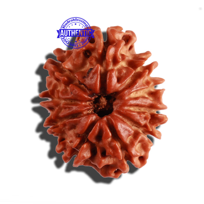 10 Mukhi Nepalese Rudraksha - Bead No. 293