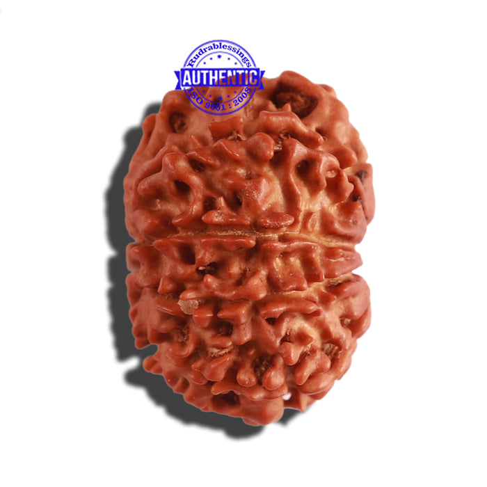 10 Mukhi Nepalese Rudraksha - Bead No. 293
