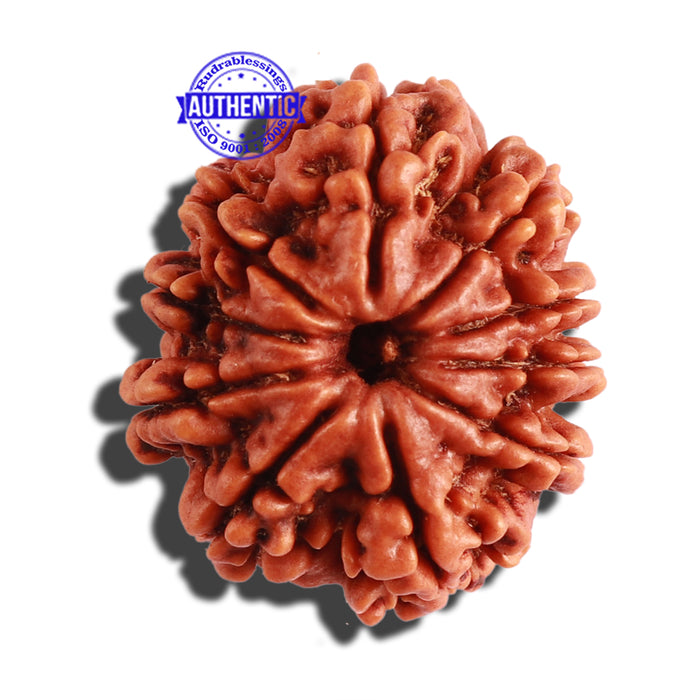 10 Mukhi Nepalese Rudraksha - Bead No 294