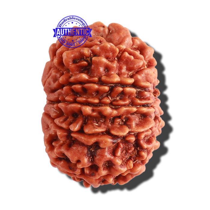 10 Mukhi Nepalese Rudraksha - Bead No 294