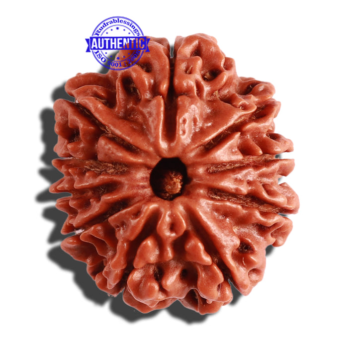 10 Mukhi Nepalese Rudraksha - Bead No 295