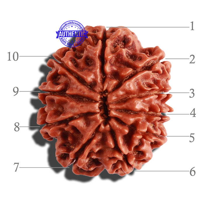 10 Mukhi Nepalese Rudraksha - Bead No 295