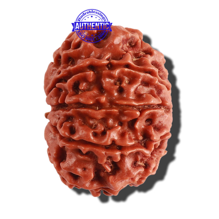 10 Mukhi Nepalese Rudraksha - Bead No 295