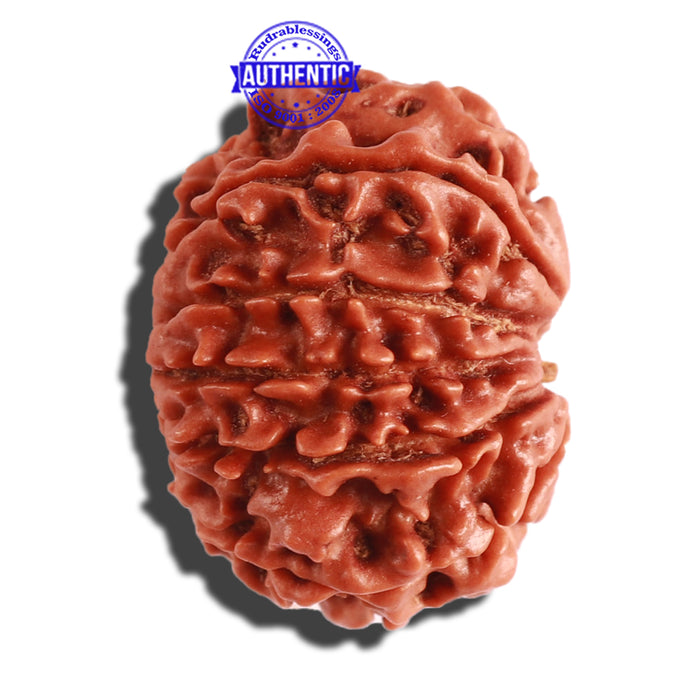 10 Mukhi Nepalese Rudraksha - Bead No 295