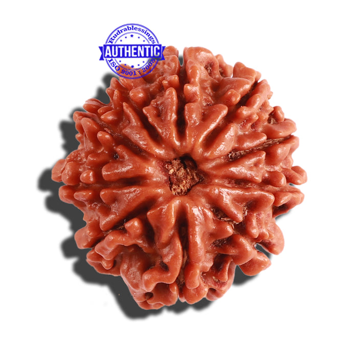 10 Mukhi Nepalese Rudraksha - Bead No. 296