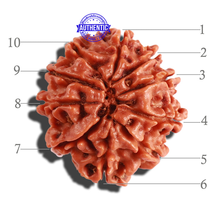 10 Mukhi Nepalese Rudraksha - Bead No. 296