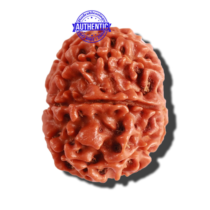 10 Mukhi Nepalese Rudraksha - Bead No. 296