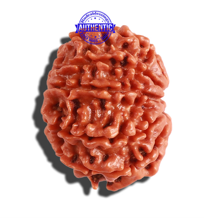 10 Mukhi Nepalese Rudraksha - Bead No. 296
