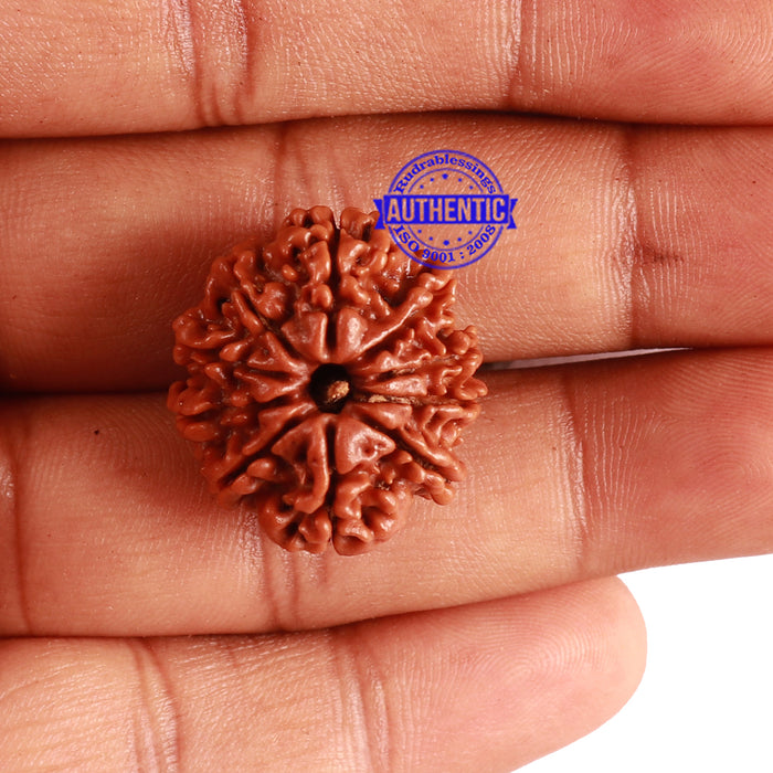 10 Mukhi Nepalese Rudraksha - Bead No. 297