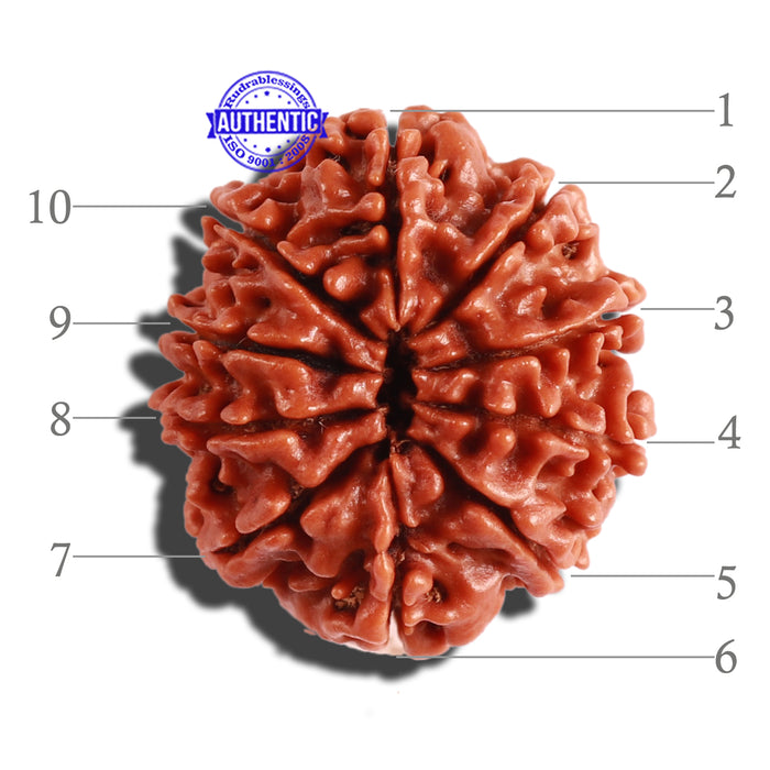 10 Mukhi Nepalese Rudraksha - Bead No. 297