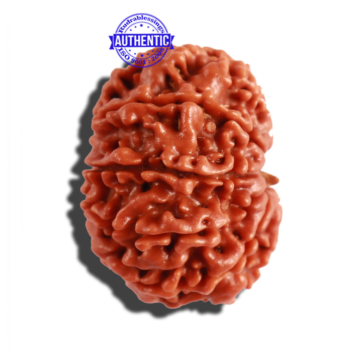 10 Mukhi Nepalese Rudraksha - Bead No. 297