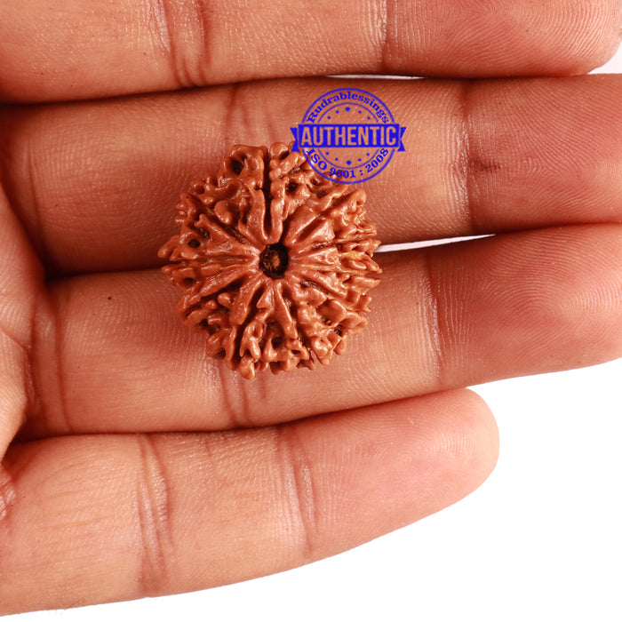 10 Mukhi Nepalese Rudraksha - Bead No. 298